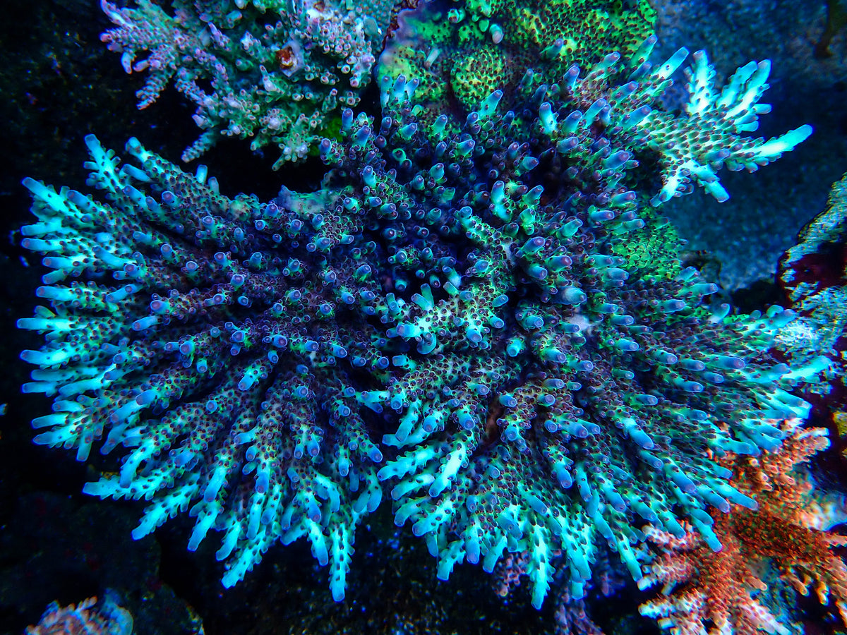 Poison Envy Acropora