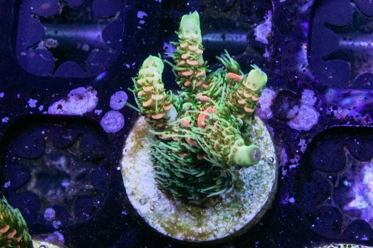 Aqua SD Rainbow Millepora – Epic Aquaculture