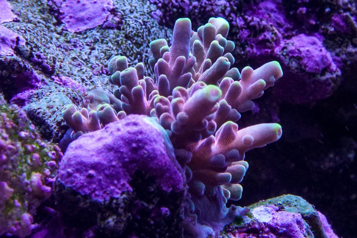 Brad's (Bessett) Draw Jopper Epic Aquaculture