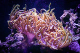 Colorado Sunburst Anemone