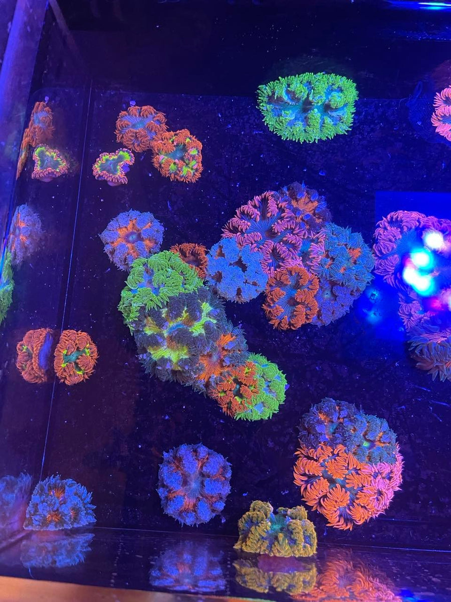 4 pack of Ultra Rock Flower Anemones Epic Aquaculture