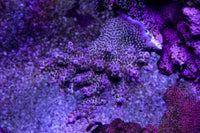 A Reef Creation Fireworks
