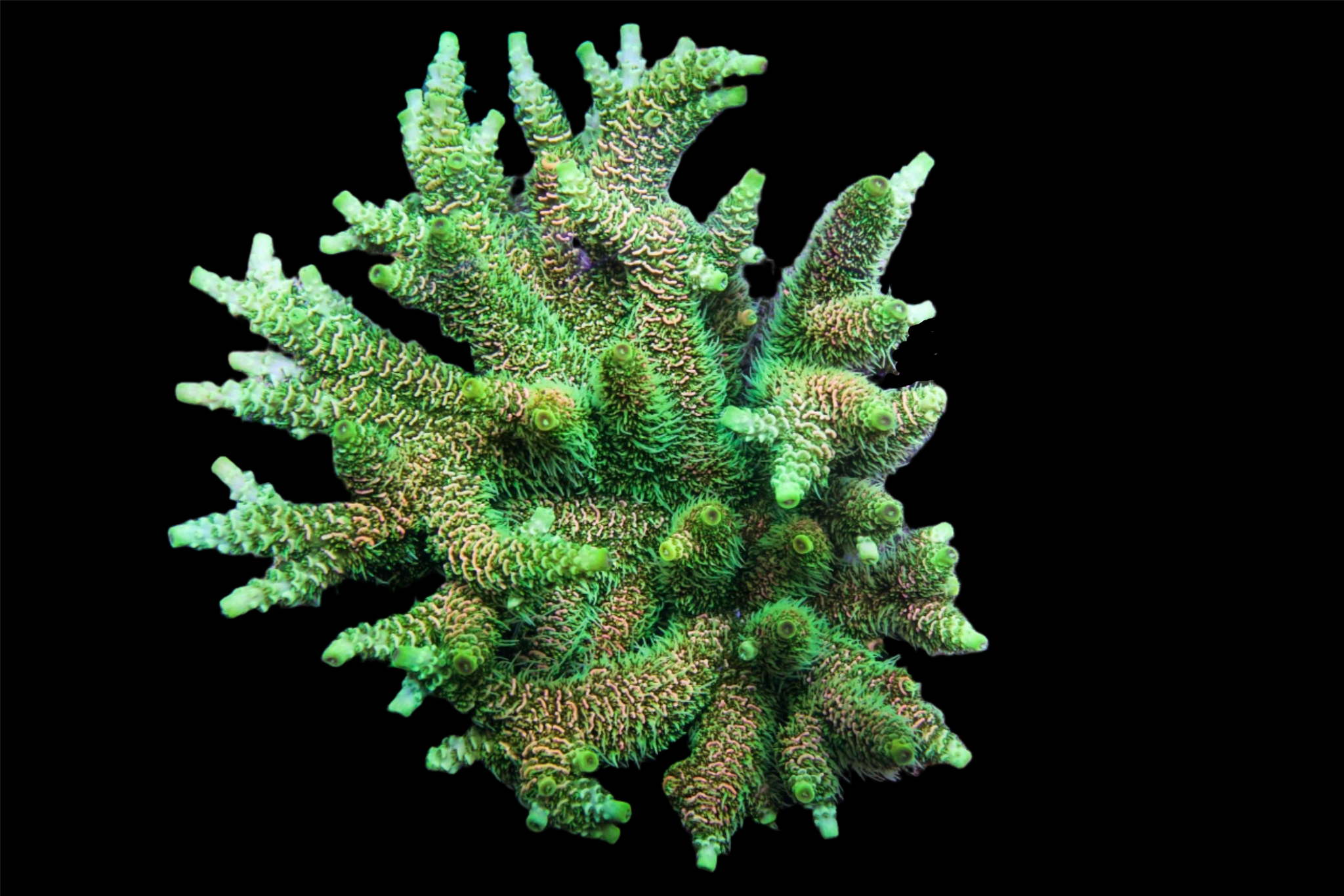 Pocillopora　zakuchiku Momong Pocillopora - Wikipedia