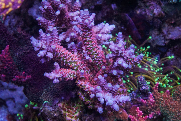 Battle Corals Lasermelon