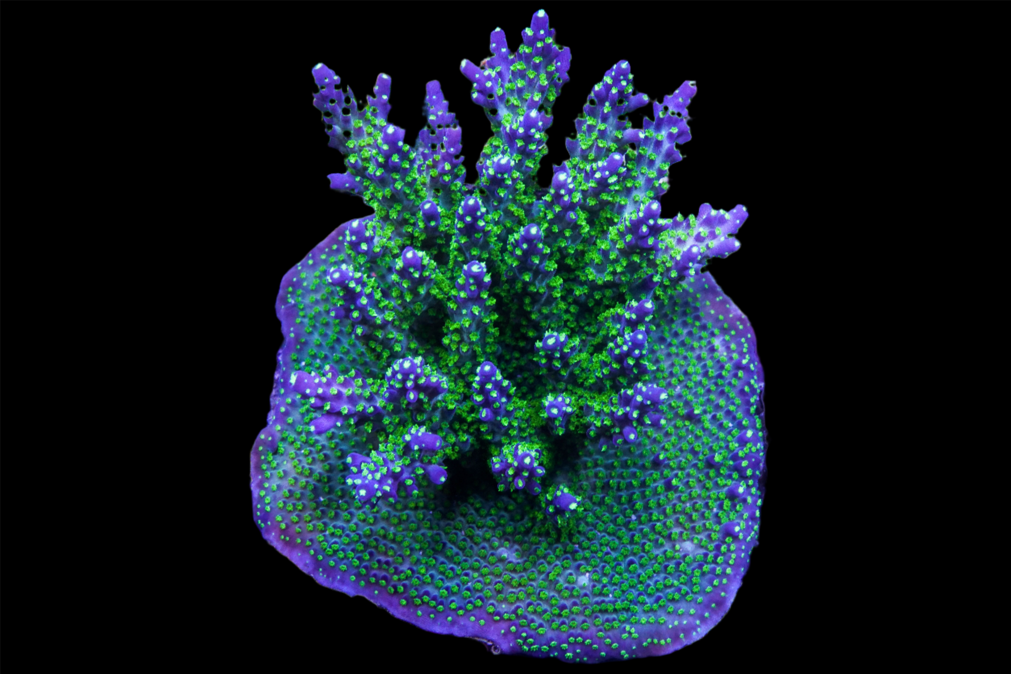 Pocillopora　zakuchiku Momong Pocillopora – Reef Systems Coral Farm, Inc.