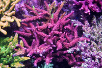 Pro Corals Rainbow