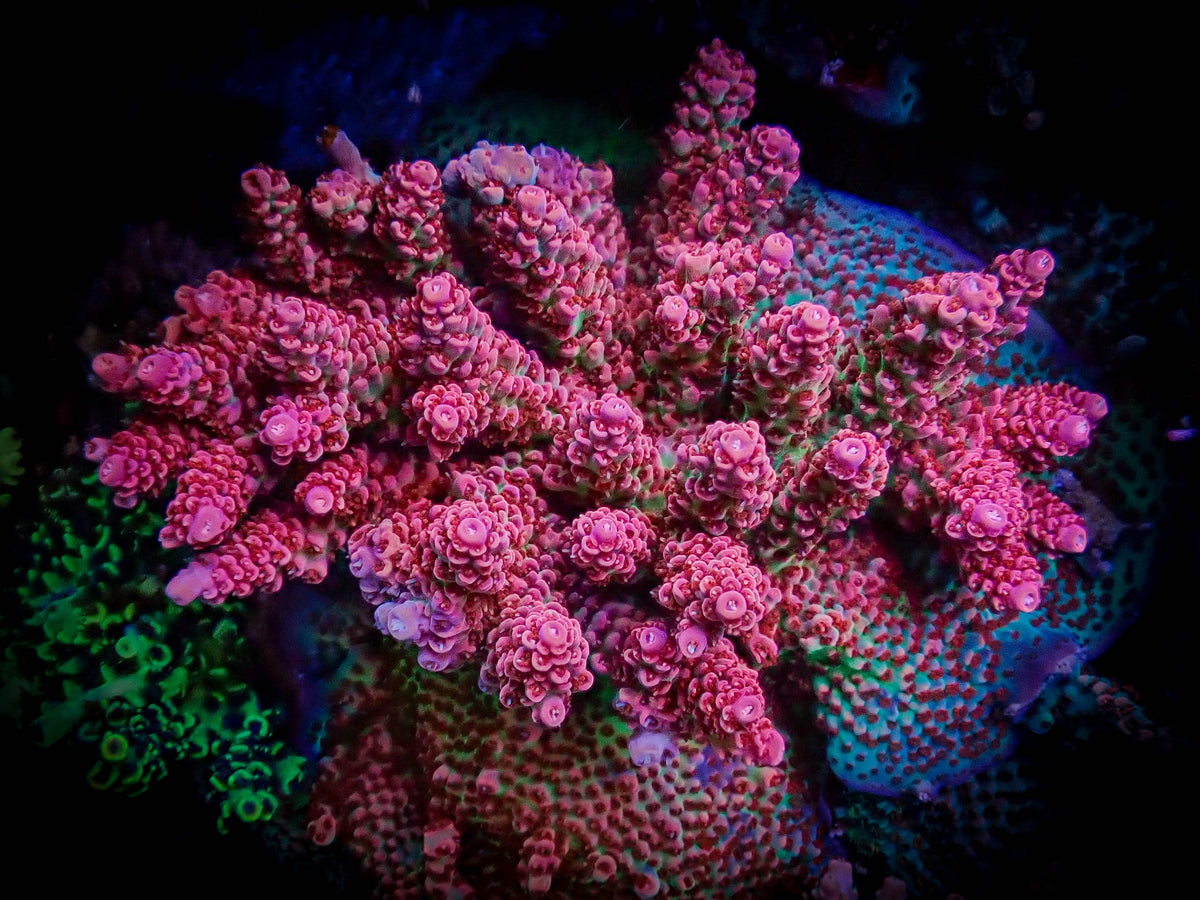 Top Shelf Aquatics Princess Peach Epic Aquaculture