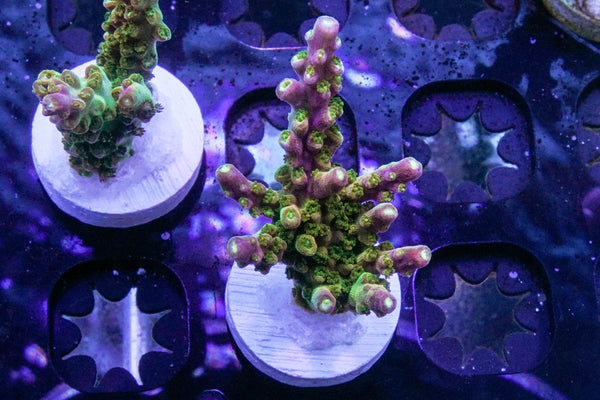 A Reef Creation