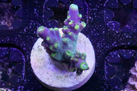 Battle Corals Bubblebath Unicorn