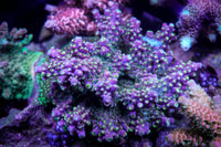 Battle Corals Bubblebath Unicorn