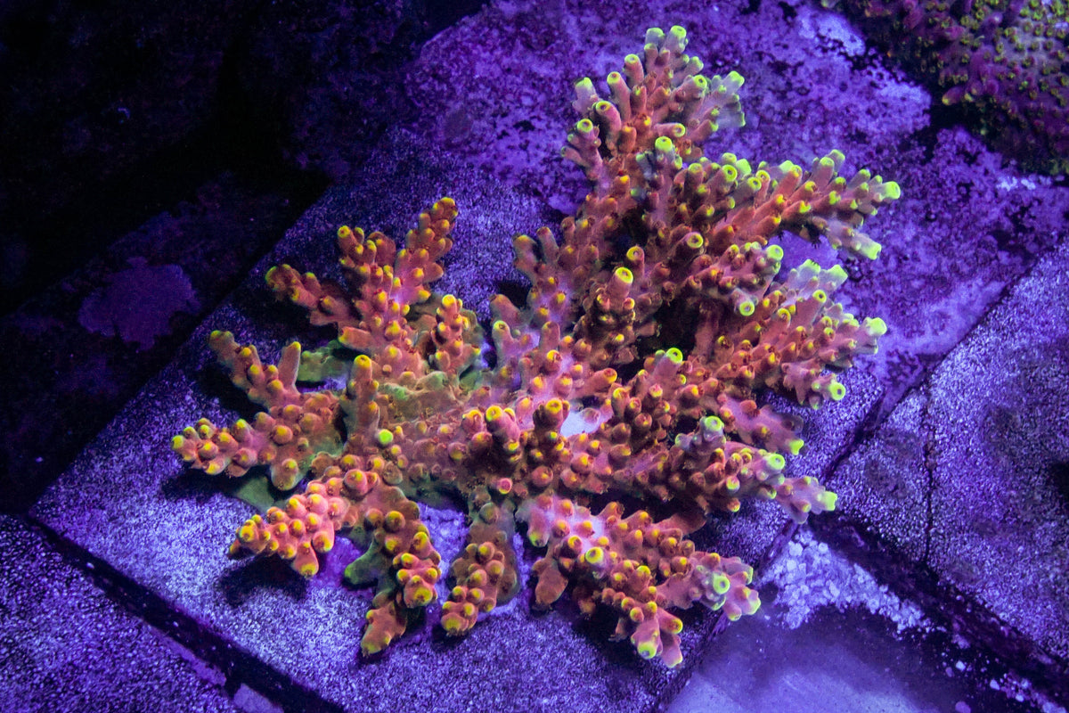 BigR Corals Candyland – Epic Aquaculture