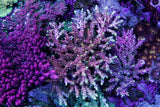 BigR Corals Candyland