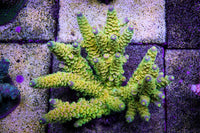 BigR Corals Walt Disney Tenuis