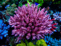 Boom Corals Red Loripes