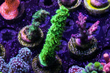 Cultivated Reef Toxic Green Monster