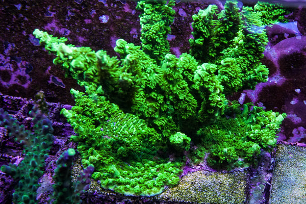 Cultivated Reef Toxic Green Monster
