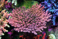 North Star Corals Pink Clathrata