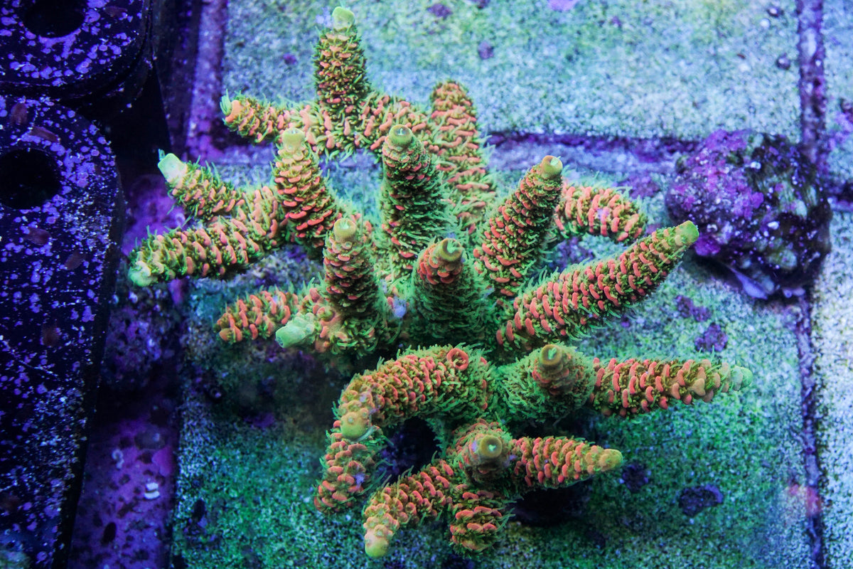 Rocky Mountain Frags Acid Trip Millepora – Epic Aquaculture