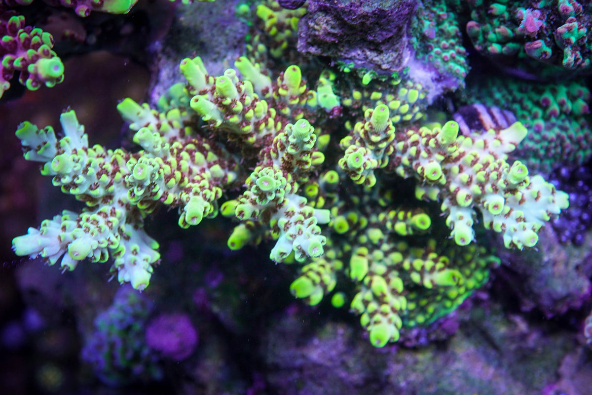 Reef Raft Pink Floyd – Epic Aquaculture