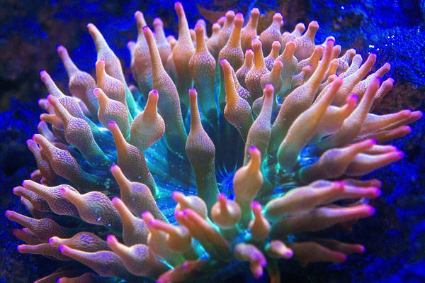Rainbow Bubble Tipped Anemone