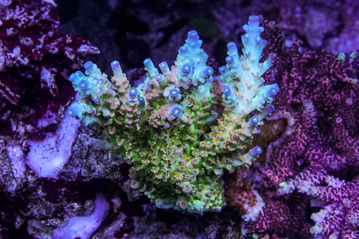 Sexy Corals Orange Passion – Epic Aquaculture