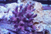 Speed Reefers Coral MVP Millepora