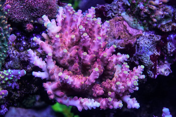 Two Guys Coral Inner Core