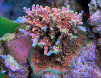 World Wide Corals King Fiji