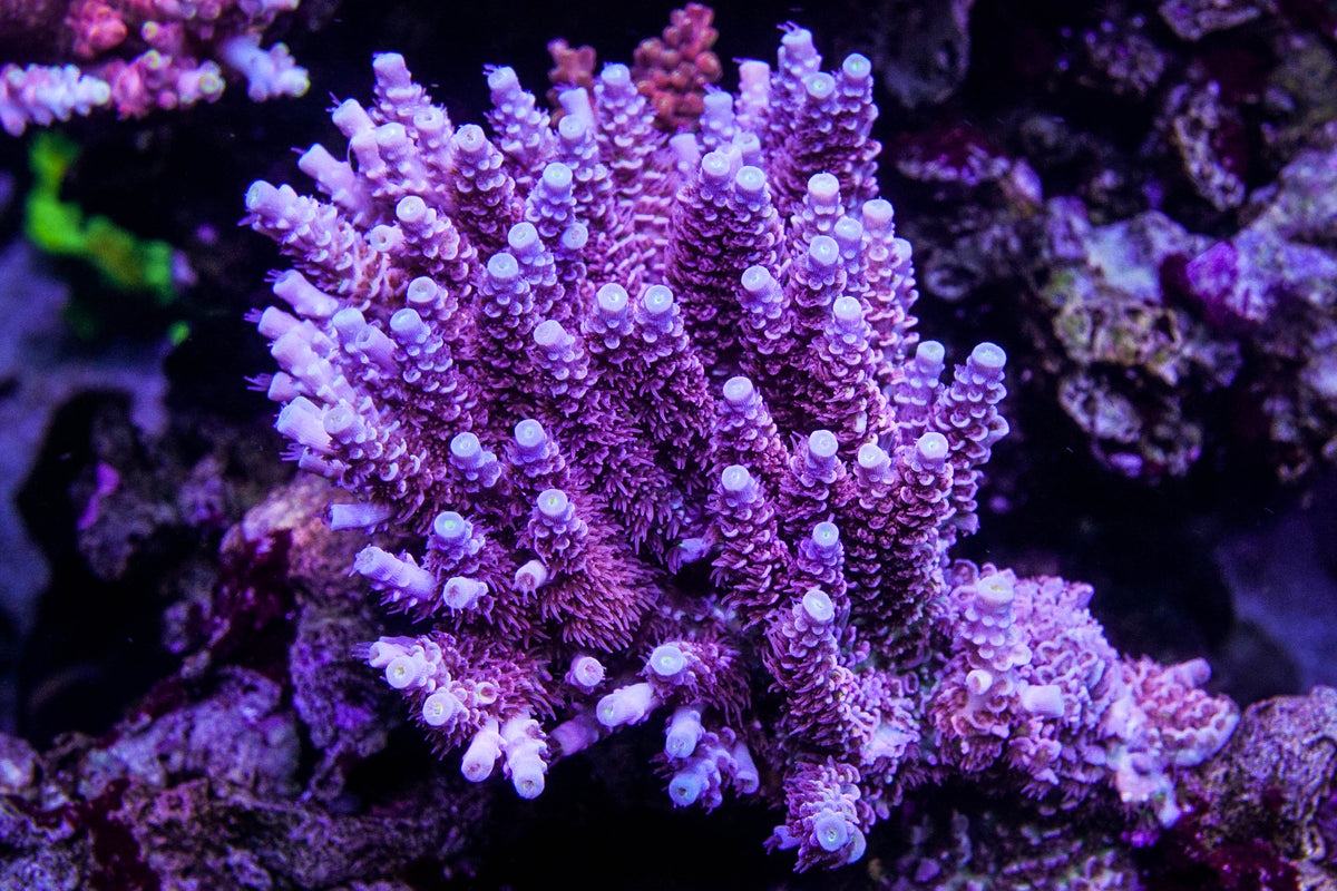 World Wide Corals Pink Panther Tenuis – Epic Aquaculture