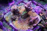World Wide Corals Pink Panther Tenuis